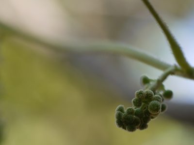Cyclea peltata, photographed by Dinesh Valke