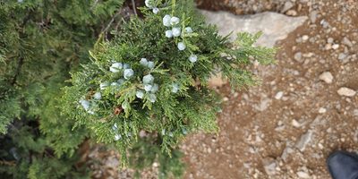 Juniperus excelsa, photographed by Yurii Basov