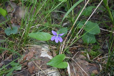 Viola nemoralis, photographed by Игорь Васильев