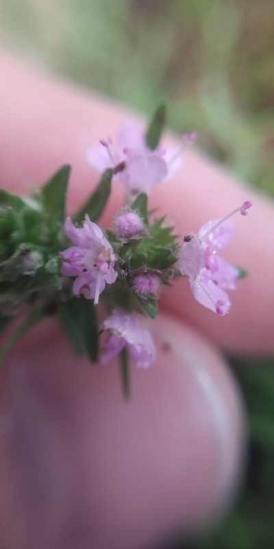 Thymus callieri, photographed by Yurii Basov