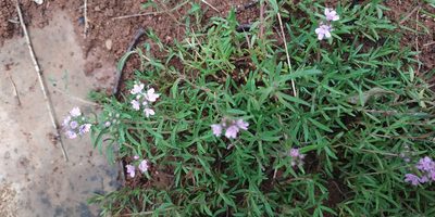 Thymus callieri, photographed by Yurii Basov