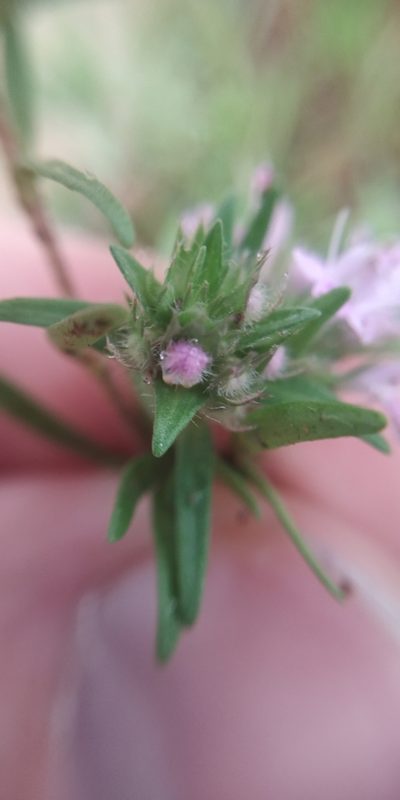 Thymus callieri, photographed by Yurii Basov