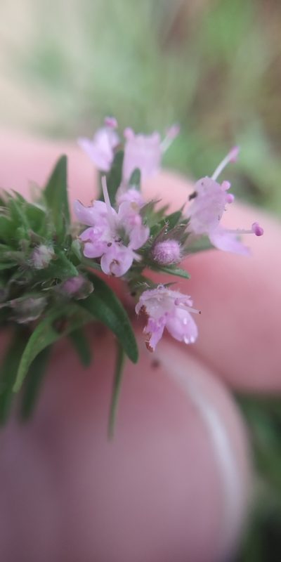 Thymus callieri, photographed by Yurii Basov