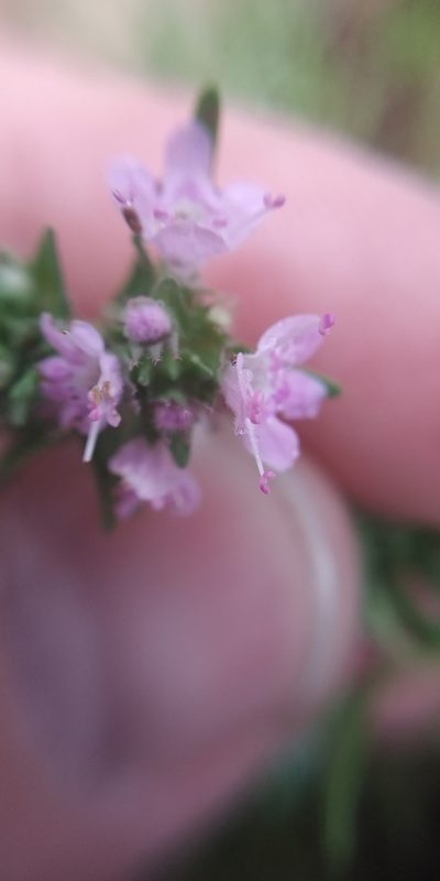 Thymus callieri, photographed by Yurii Basov