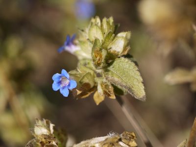 Strobilanthes pavala, photographed by Dinesh Valke
