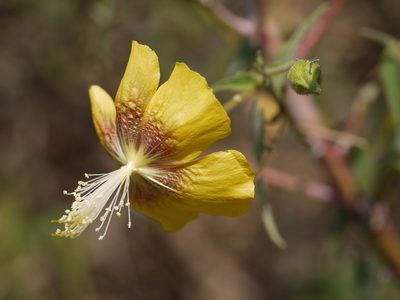 Abutilon persicum, photographed by Dinesh Valke