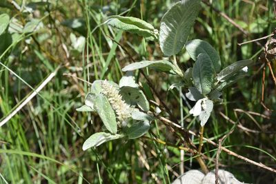 Salix lapponum, photographed by Игорь Васильев