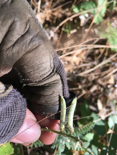 Astragalus congdonii, photographed by Justin Felder
