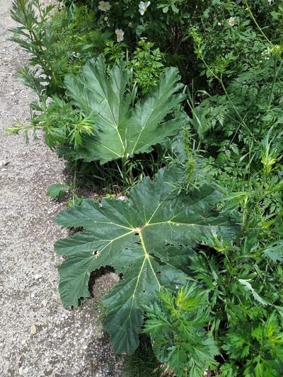 Heracleum leskovii, photographed by sergleb
