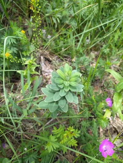 Euphorbia iberica, photographed by sergleb