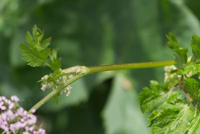 Chaerophyllum hirsutum, photographed by David Sandler
