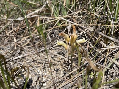 Orobanche fasciculata, photographed by Brandon Corder