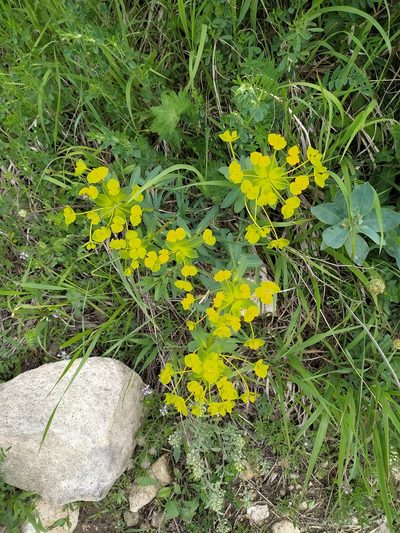 Euphorbia glareosa, photographed by sergleb