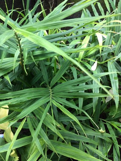 Zingiber officinale, photographed by Greg III Espera