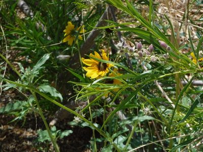 Helianthus petiolaris, photographed by Elliott Gordon
