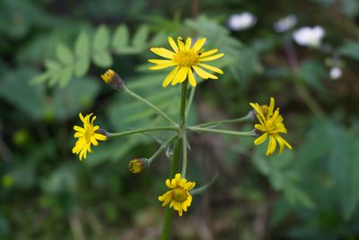 Tephroseris crispa, photographed by David Sandler