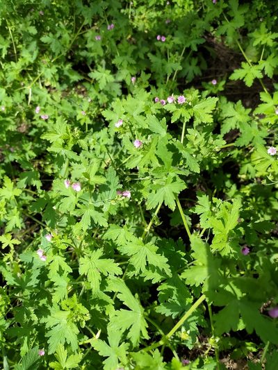 Geranium divaricatum, photographed by sergleb