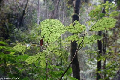 Laportea oligoloba, photographed by Romer N. Rabarijaona
