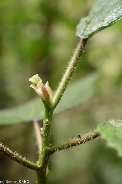 Laportea oligoloba, photographed by Romer N. Rabarijaona