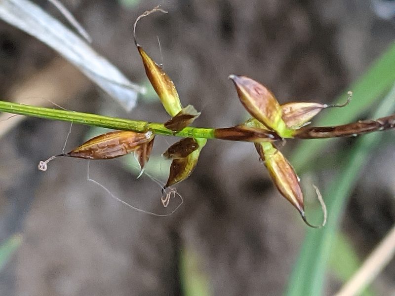 Carex pulicaris, photographed by Dan Wrench