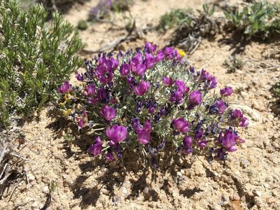 Astragalus spatulatus, photographed by Cecelia Alexander