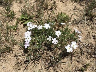 Phlox multiflora, photographed by Cecelia Alexander