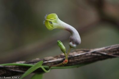 Ceropegia racemosa, photographed by Romer N. Rabarijaona