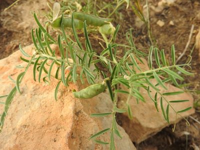 Vicia monantha, photographed by Abdenour Kheloufi