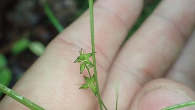 Carex rosea, photographed by John Abrams