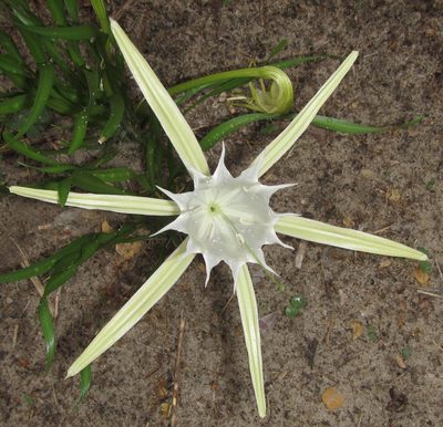 Pancratium tenuifolium, photographed by Robert Taylor