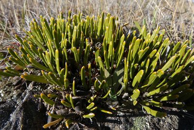 Carmichaelia vexillata, photographed by John Barkla