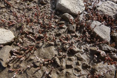 Crassula multicaulis, photographed by John Barkla