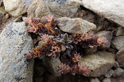 Myosotis glauca, photographed by John Barkla