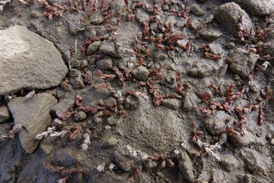 Crassula multicaulis, photographed by John Barkla