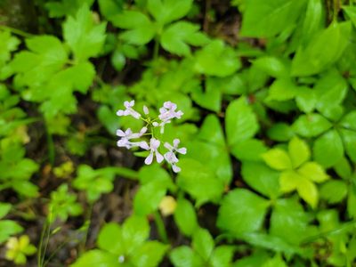 Iodanthus pinnatifidus, photographed by Elias