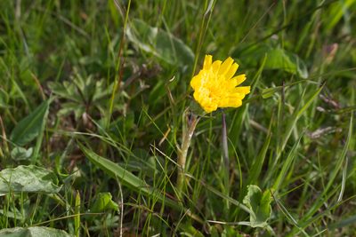 Scorzonera humilis, photographed by David Sandler