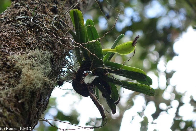 Angraecum compactum, photographed by Romer N. Rabarijaona