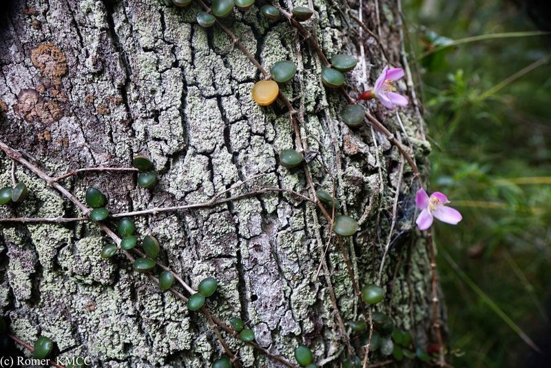 Medinilla sedifolia, photographed by Romer N. Rabarijaona