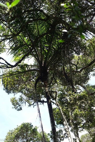 Ravenea madagascariensis, photographed by Romer N. Rabarijaona