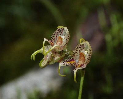 Masdevallia amanda, photographed by desertnaturalist