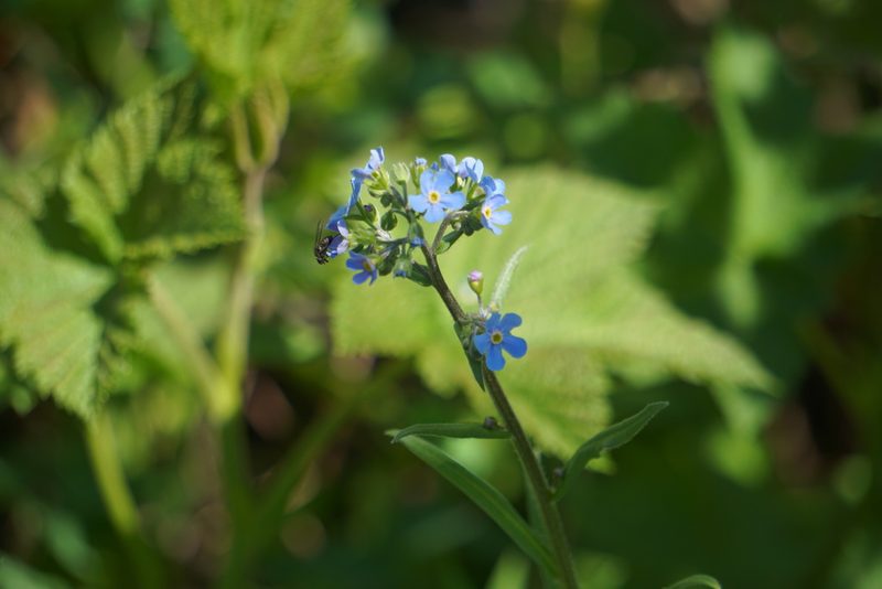 Hackelia floribunda, photographed by Spencer Quayle