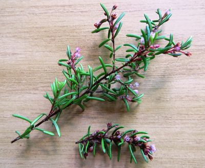 Erica tenuicaulis, photographed by linkie