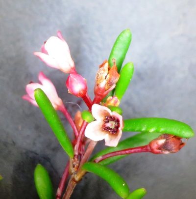 Erica tenuicaulis, photographed by linkie