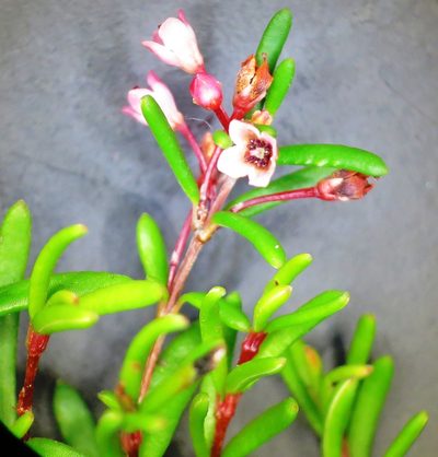 Erica tenuicaulis, photographed by linkie
