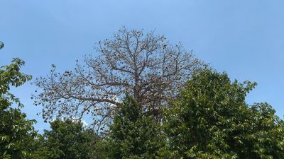 Ceiba pentandra, photographed by Isaac Chacón