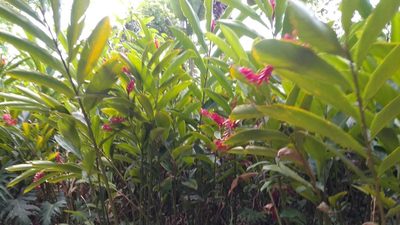 Alpinia purpurata, photographed by Isaac Chacón