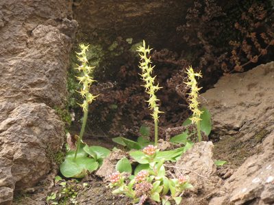 Holothrix incurva, photographed by Peter Warren