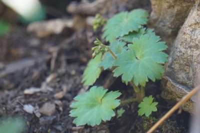Micranthes mertensiana, photographed by Spencer Quayle
