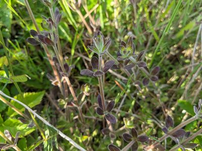 Galium pilosum, photographed by Zac Peterson