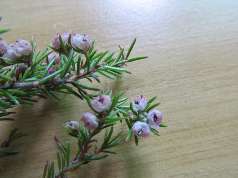 Erica sicifolia, photographed by linkie